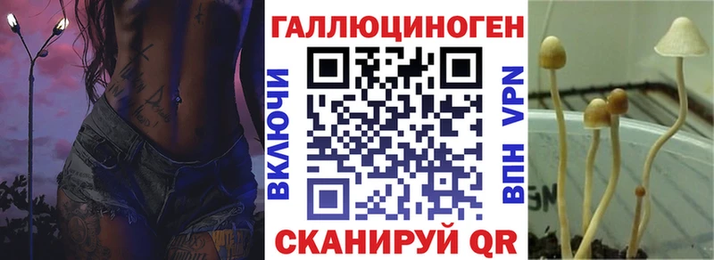 хочу наркоту  Волгореченск  Галлюциногенные грибы Psilocybine cubensis 